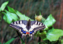 Papilio zelicaon